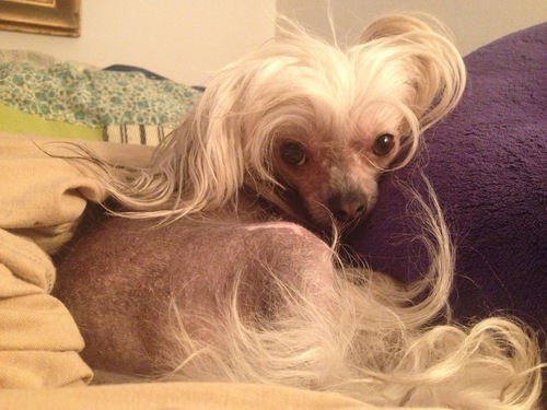 Aida Vogue Doggie.JPG